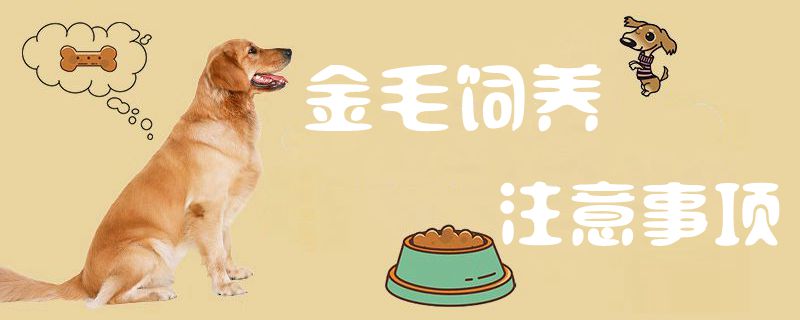金毛飼養(yǎng)注意事項1