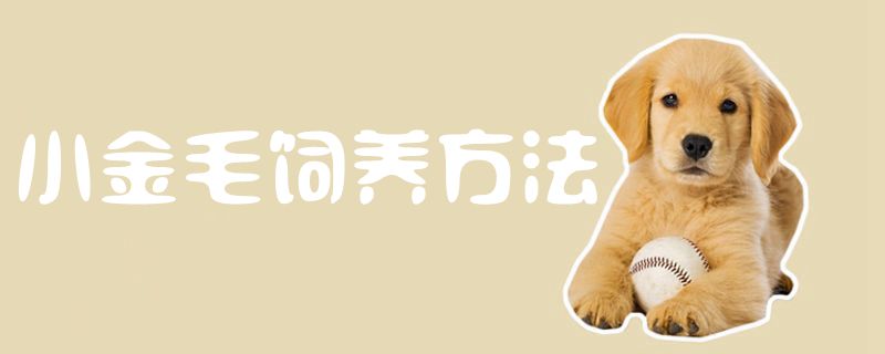 小金毛飼養(yǎng)方法1