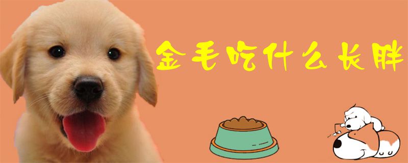 金毛吃什么長(zhǎng)胖1