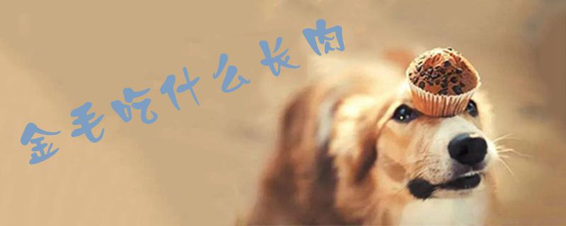 金毛吃什么長肉1