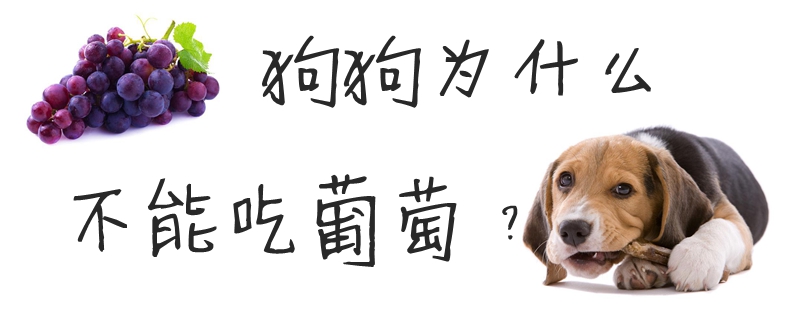 狗狗為什么不能吃葡萄