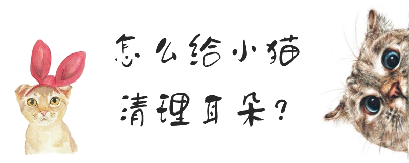 怎么給小貓清理耳朵