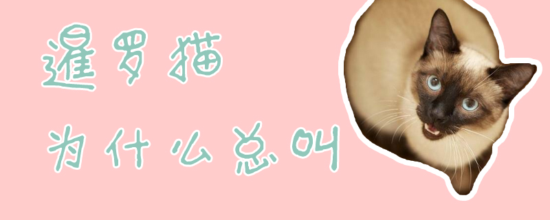 暹羅貓為什么總叫