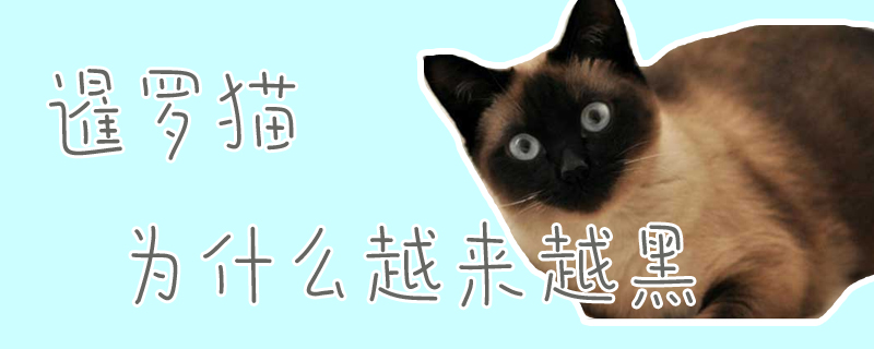 暹羅貓為什么越來越黑