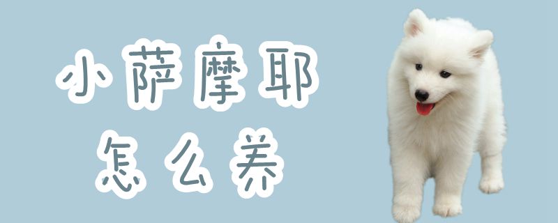 小薩摩耶怎么養(yǎng)
