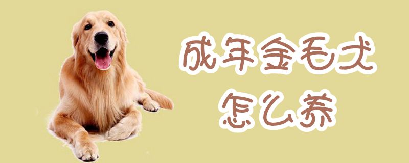 成年金毛犬怎么養(yǎng)