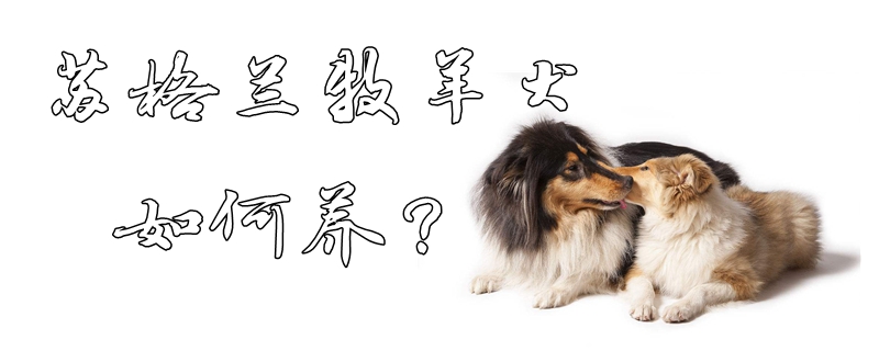 蘇格蘭牧羊犬如何養(yǎng)