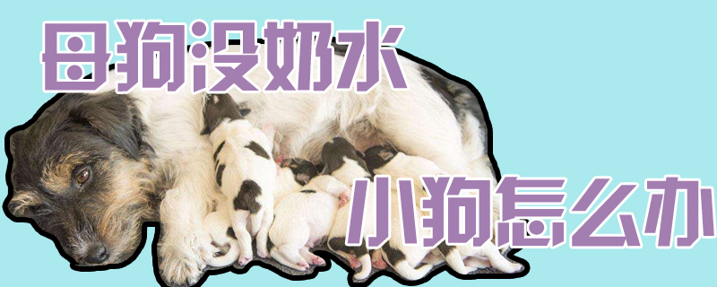 母狗沒奶水小狗怎么辦