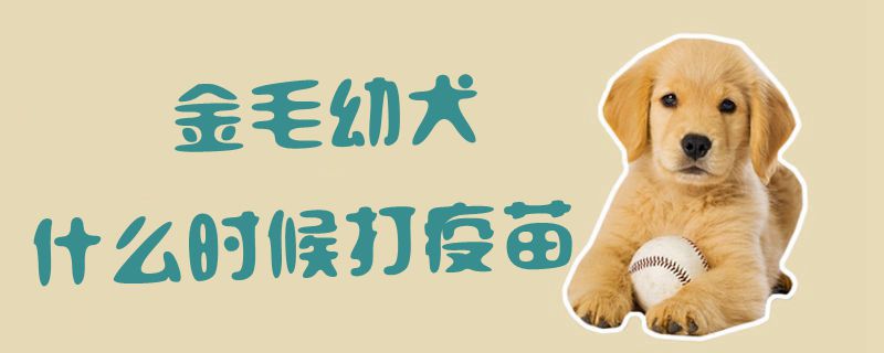 金毛幼犬什么時(shí)候打疫苗1