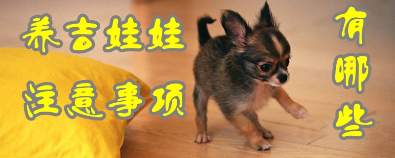 養(yǎng)吉娃娃注意事項(xiàng)有哪些