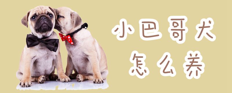 小巴哥犬怎么養(yǎng)