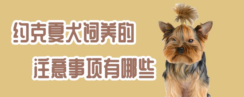 約克夏犬飼養(yǎng)的注意事項有哪些