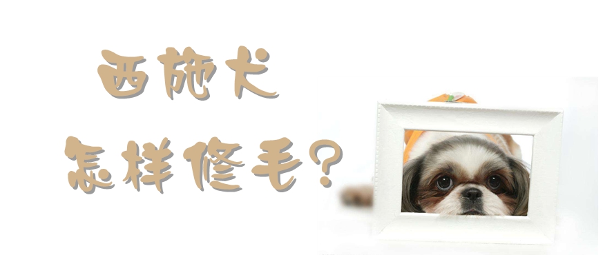 西施犬怎樣修毛