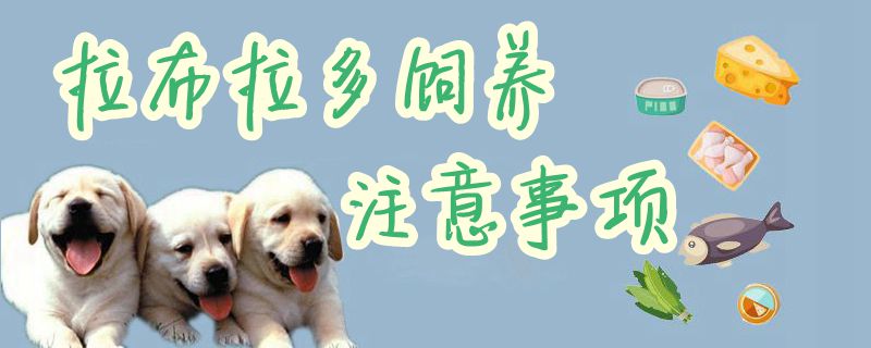 拉布拉多飼養(yǎng)注意事項1