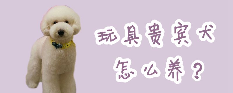 玩具貴賓犬怎么養(yǎng)