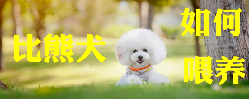 比熊犬如何喂養(yǎng)