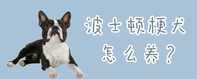 波士頓梗犬怎么養(yǎng)