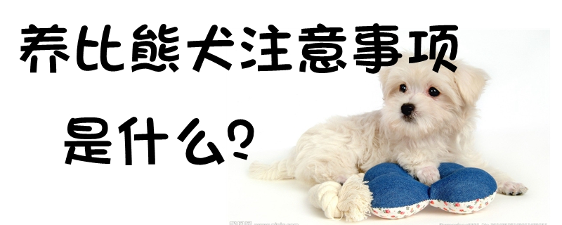 養(yǎng)比熊犬的注意事項(xiàng)是什么