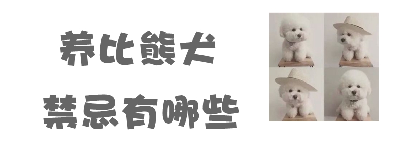 養(yǎng)比熊犬的禁忌有哪些