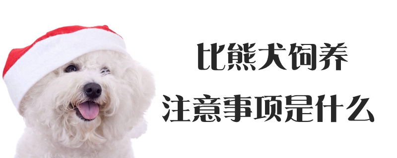 比熊犬飼養(yǎng)注意事項是什么