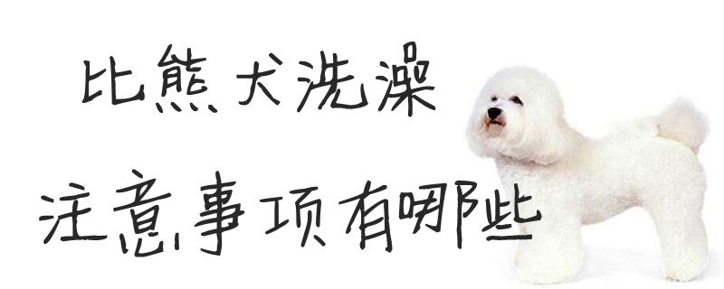 比熊犬洗澡注意事項有哪些