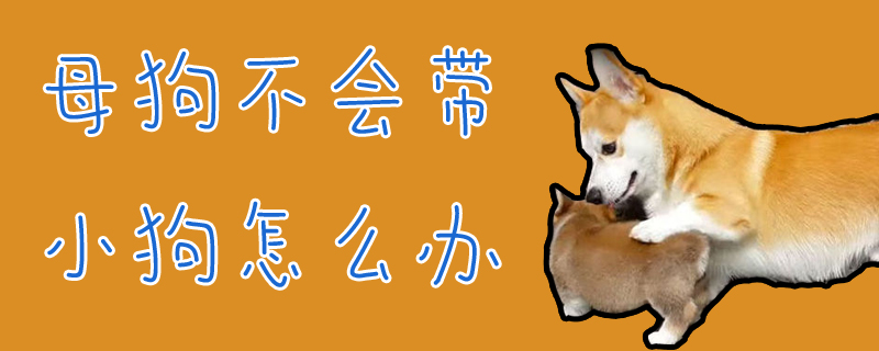 母狗不會帶小狗怎么辦