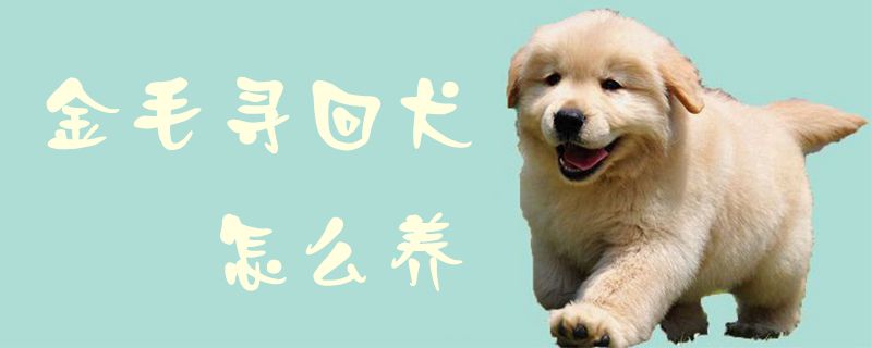 金毛尋回犬怎么養(yǎng)1