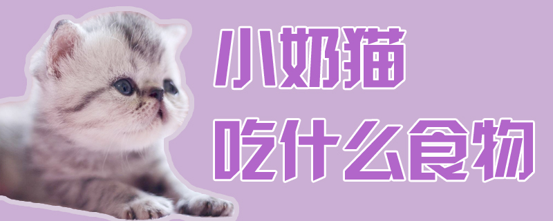 小奶貓吃什么食物