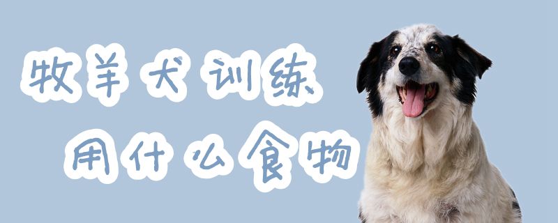 牧羊犬訓(xùn)練用什么食物