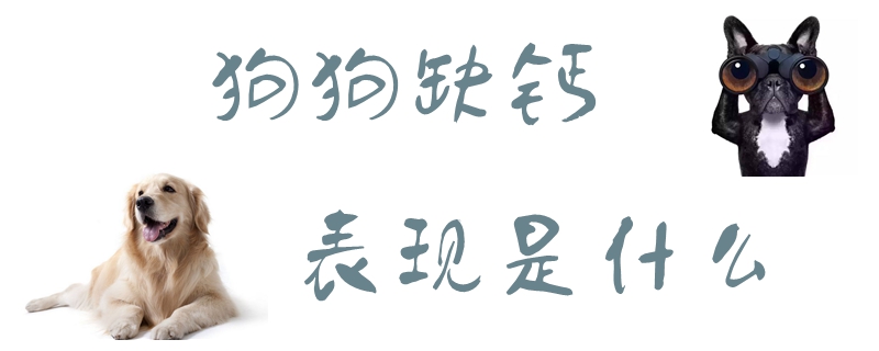 狗狗缺鈣的表現(xiàn)是什么