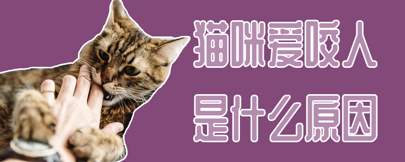 貓咪愛(ài)咬人是什么原因