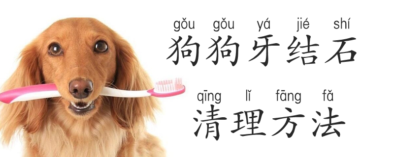 狗狗牙結(jié)石清理方法是什么