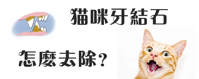 貓咪牙結(jié)石怎么去除