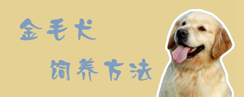 金毛犬飼養(yǎng)方法1