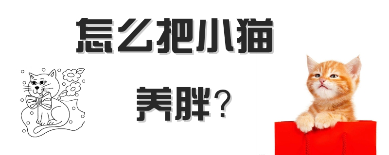 怎么把小貓養(yǎng)胖