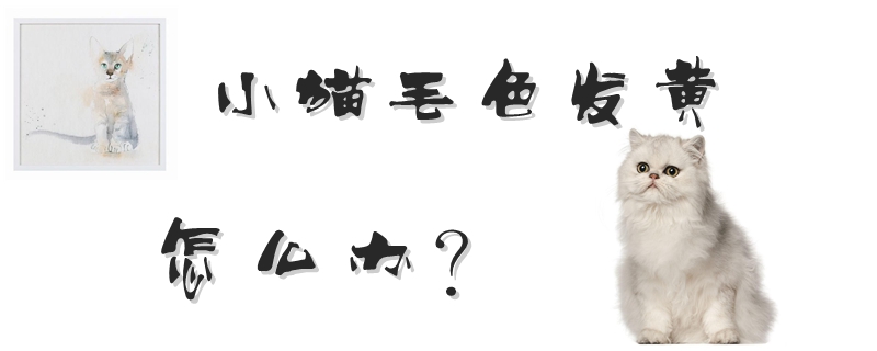 小貓毛色發(fā)黃怎么辦
