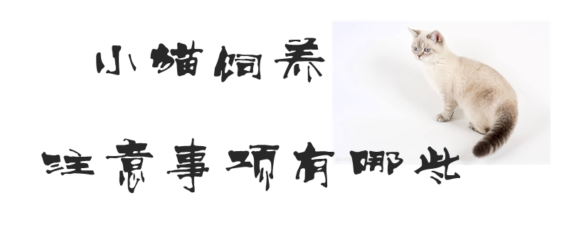 小貓飼養(yǎng)注意事項有哪些