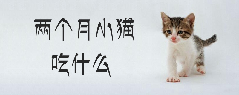 兩個(gè)月小貓吃什么
