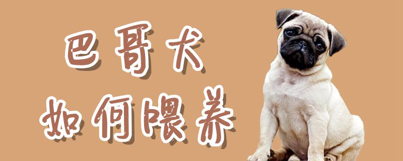 巴哥犬如何喂養(yǎng)