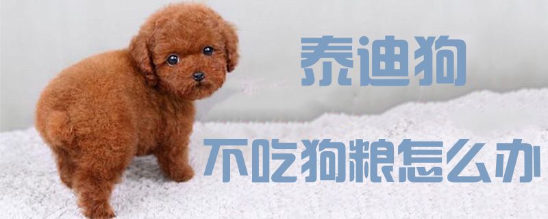 泰迪狗不吃狗糧怎么辦1