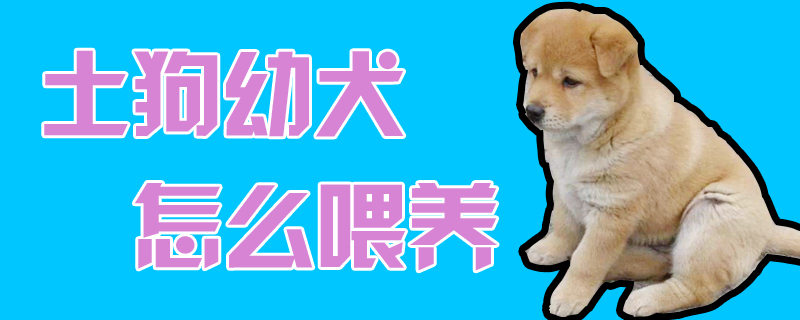 土狗幼犬怎么喂養(yǎng)