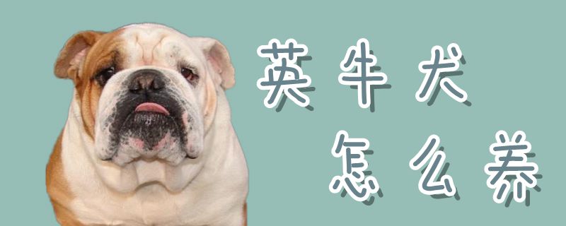 英牛犬怎么養(yǎng)