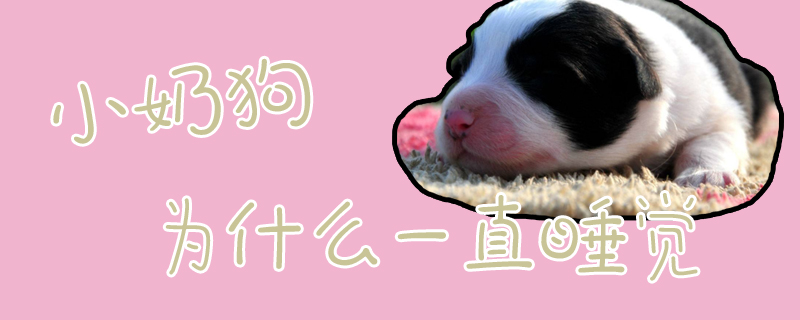 小奶狗為什么一直睡覺