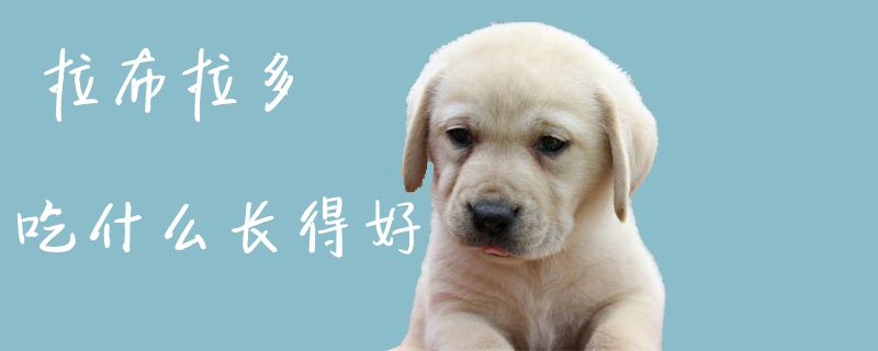 拉布拉多吃什么長(zhǎng)得好1