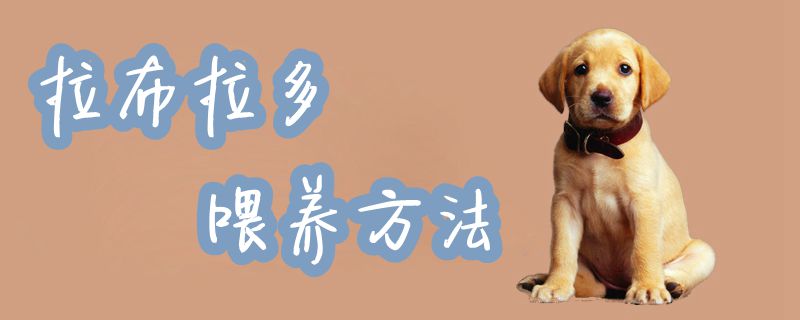 拉布拉多喂養(yǎng)方法1