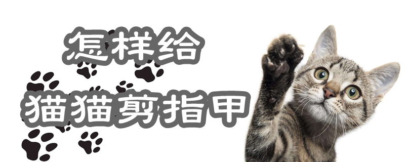 怎樣給貓貓剪指甲