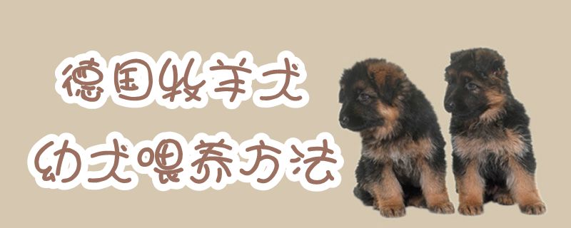 德國牧羊犬幼犬喂養(yǎng)方法