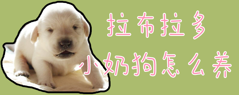 拉布拉多小奶狗怎么養(yǎng)