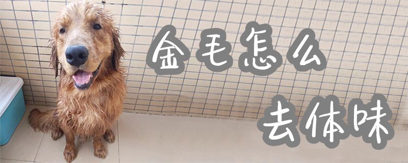 金毛怎么去體味1