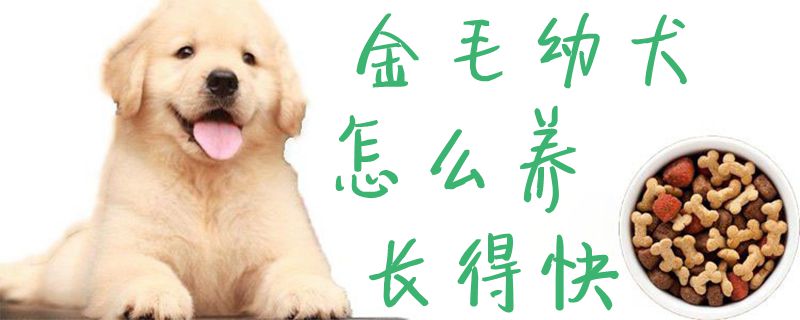 金毛幼犬怎么養(yǎng)長(zhǎng)得快1